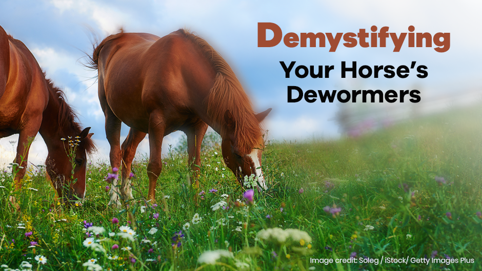 Demystifying Your Horse's Dewormers