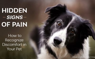 Hidden Signs of Pain: How to Recognize Discomfort in Your Pet