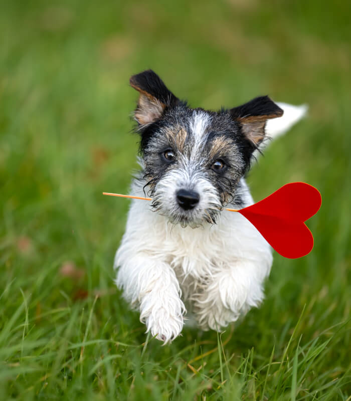 dog-running-with-hart-stick