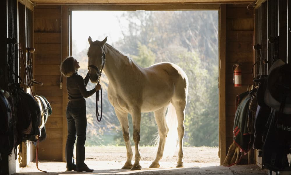 horse-with-trainer