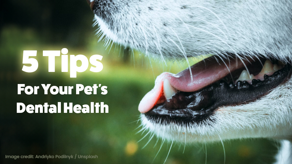 5 Tips for Your Pet’s Dental Health